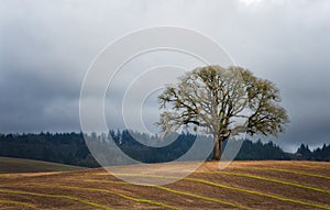 Lone White Oak Tree in a Field