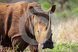 Lone white rhino bull walks alone in the bush