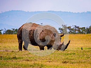 A lone white rhino grazing in the wild at Ol Pejeta Conservancy in Nanyuki, Kenya