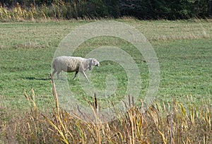 A lone white sheep walks on the green lush grass near the farmhouse. There are no people in the photo.