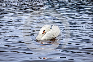 Lone white swan