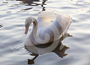 a lone white Swan