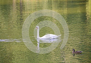 Lone white swan floats craves wary brown duck pond water