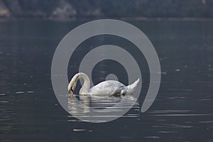 A lone, white Swan looks at the water. A beautiful Swan swims on the lake in the evening in search of food. Lake Walensee in Swiss