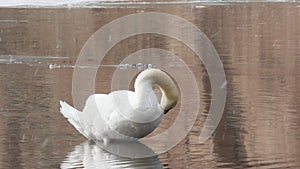 A lone white Swan preen your feathers while standing in the water in winter during a snowfall.