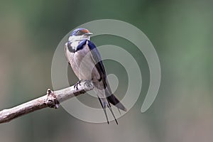 Lone White Throated Swallow sitting on a perch in sun to rest