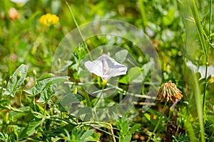 A lone white thunderstorm of weed grass field bindweed blossoms in white.