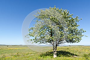 Lone Whitebeam tree by springtime in a green and bright coastland with yellow flowers