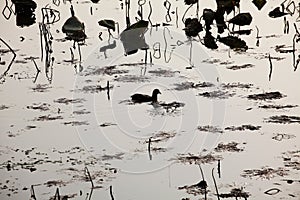 A lone wild duck wanders among the clusters of withered lotuses on the lake.