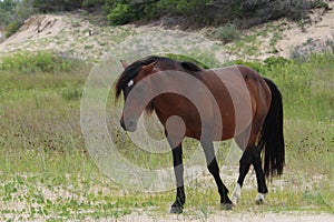 Lone Wild Horse Corolla  North Carolina