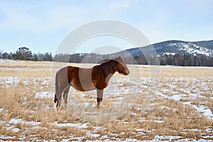 Lone wild horse grazes in the meadow. Olkhon Island, Baikal.