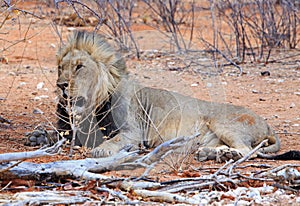 A lone Wild Male Lion resting on the ground with dry logs and branches in Etosha National Park