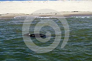 Lone Wild Seal Swims off Cape Cod Coast