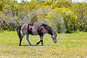 Lone Wild Spanish Mustang in Meadow in Corolla, NC