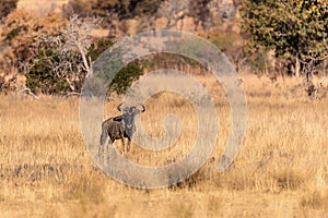 A lone Wildebeest Gnu face to camera
