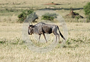 A lone wildebeest in the grassland