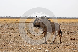 Lone wildebeest standing on the dry open empty savannah in Etosha