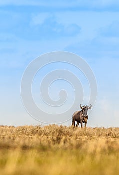 Lone wildebeest in the wild