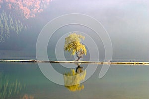 Lone willow tree