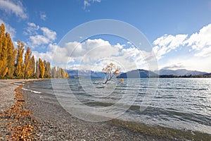 Lone willow tree at lake wanaka new zealand