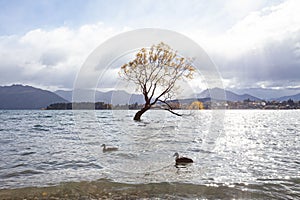 Lone willow tree at lake wanaka new zealand