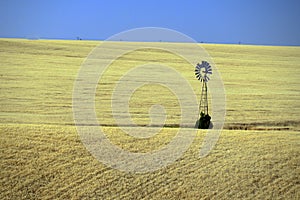 Lone Windmill in wheat field, Eastern Washington