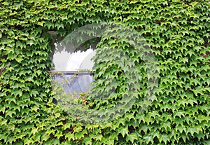 Lone window covered in ivy