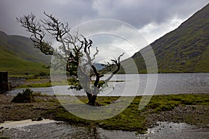 Lone windswept tree at doo lough, county mayo, republic of ireland