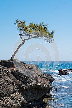Lone windswept tree at edge of coast