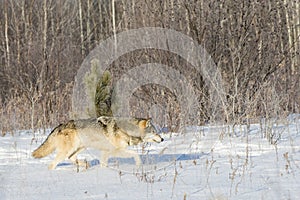 Lone wolf on hunt