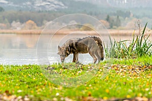 Lone wolf running in autumn forest Czech Republic