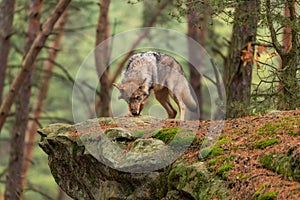 Lone wolf running in autumn forest Czech Republic