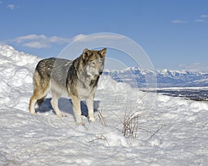 Lone Wolf in Snow