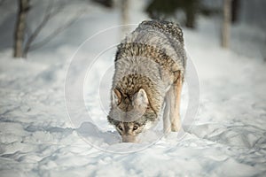 A Lone Wolf in Snow