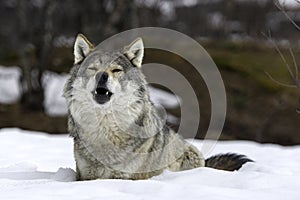 A lone wolf in the winter time