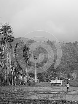 Tall trees and Rice paddies, walking the rice terraces B/W flores, Indonesia photo