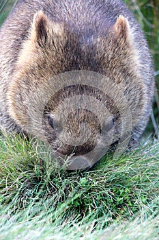 Lone wombat having dinner in Cradle mountain nat ional park