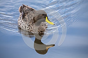 Lone Yellow billed duck swimming on surface of a pond