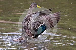 Lone Yellow billed duck swimming on surface of a pond