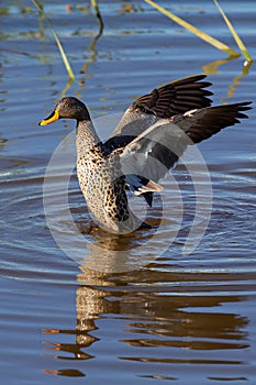 Lone Yellow billed duck swimming on surface of a pond