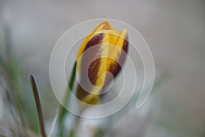 A lone yellow Crocus in spring,natural background photo
