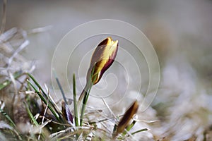 A lone yellow Crocus in spring,natural background