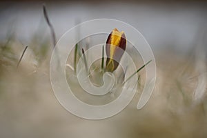 A lone yellow Crocus in spring,natural background