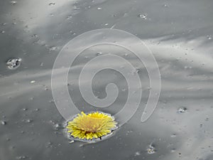 A lone yellow dandelion flower floats in the rain.