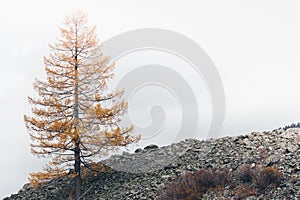 Lone yellow larch tree