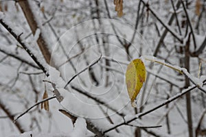 A lone yellow leaf on a branch in the snow.