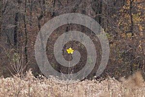 This lone yellow leaf sits propped up in the air like a beacon. All the brown colors or the field surrounding it.