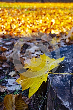 A lone yellow maple leaf lies on a tree stump in the shade. Beautiful autumn landscape with yellow foliage Leaves
