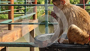 Lone, young, crab eating macaque sitting and playing and eating fruit at a resort in a small rural town, Mae Hong Son