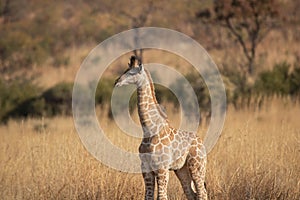 A lone young giraffe calf in a grassland.